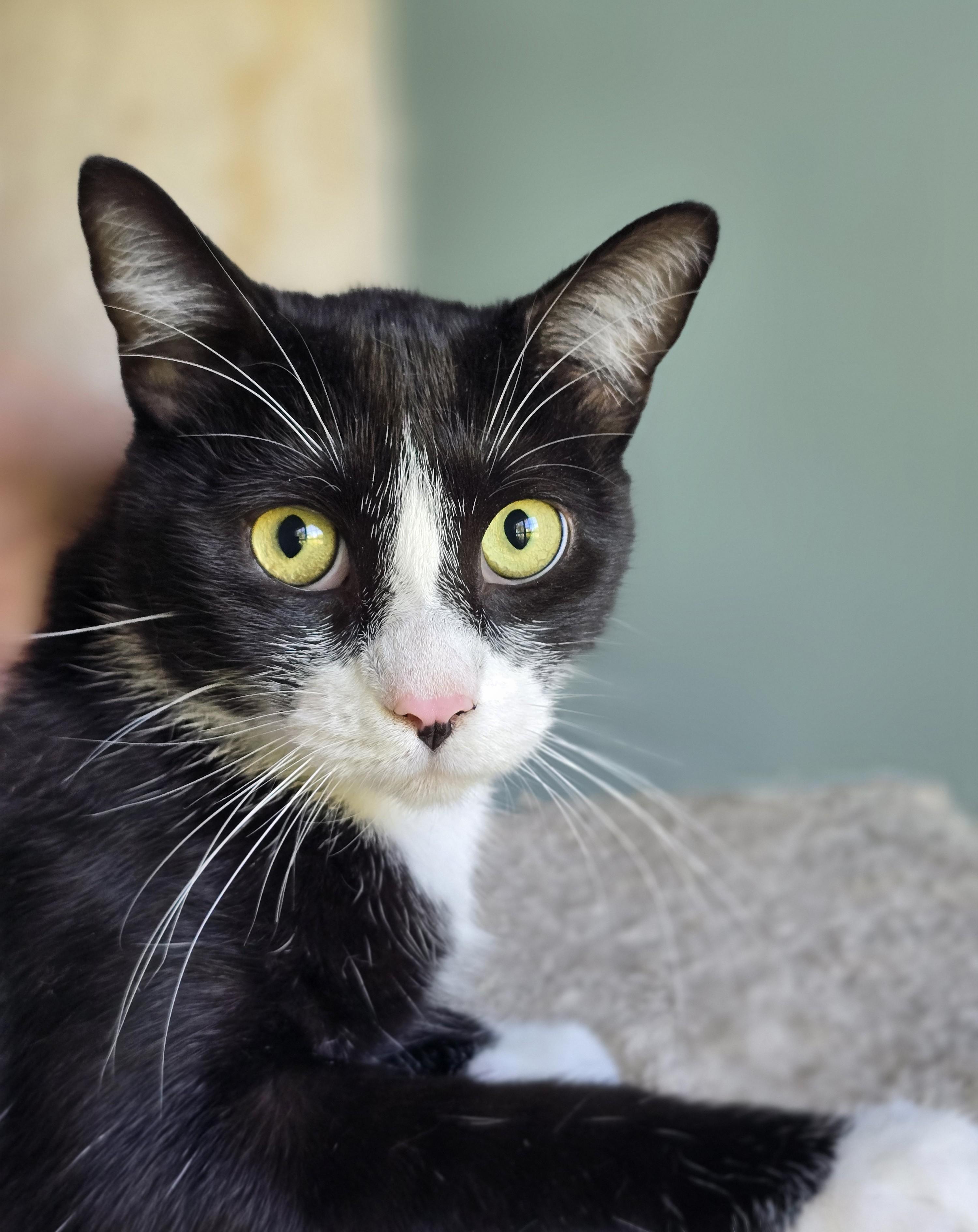 Monks, ADOPTABLE, Young Male Domestic Short Hair.