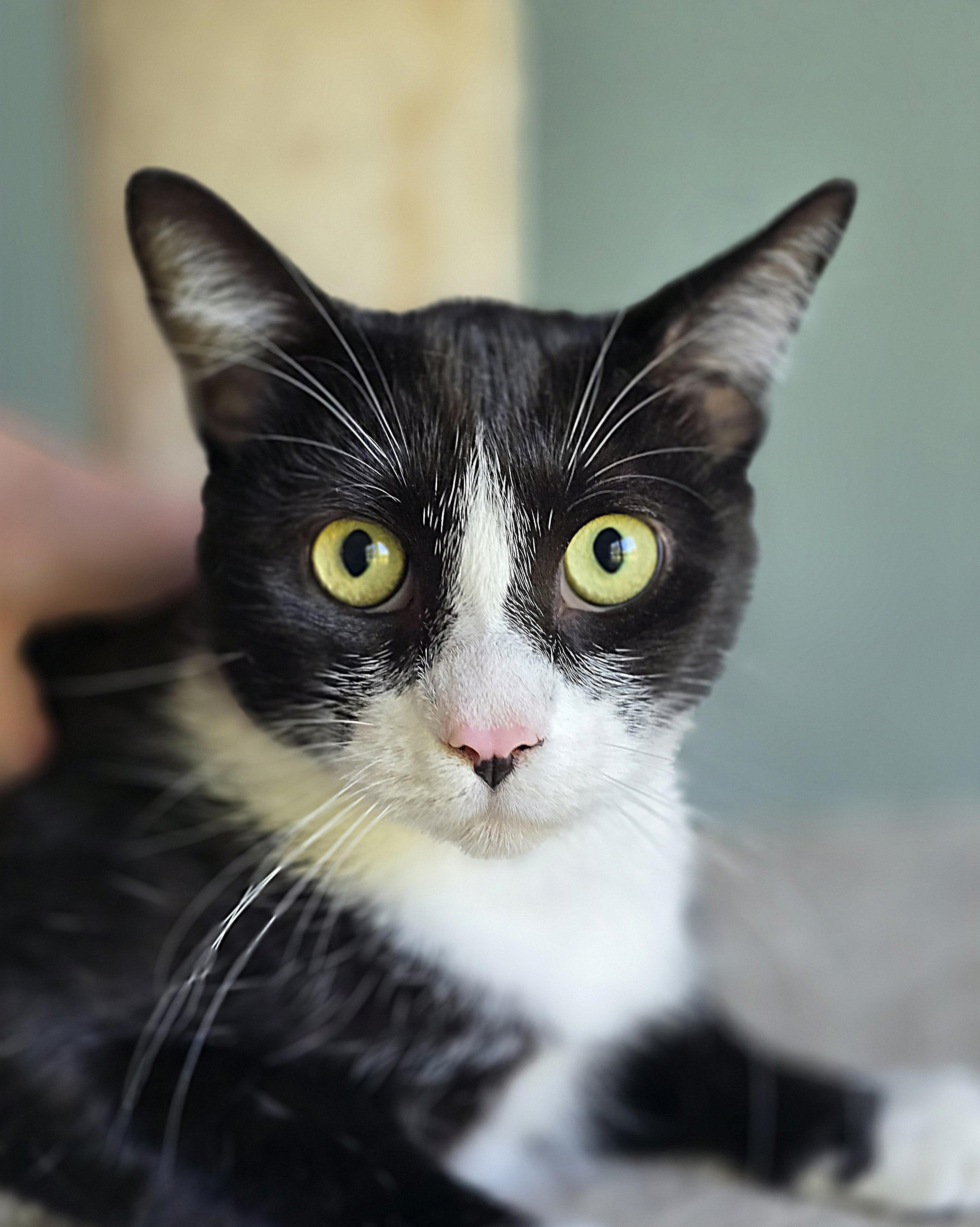 Enlarge Monks, a ADOPTABLE Domestic Short Hair in Wilmington, NC image 2/2