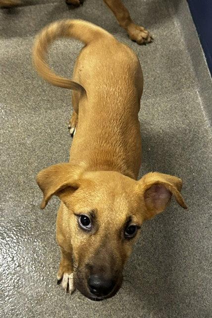Iyce - 4 Months ( Avail 8/26), Adopted, Young Male Terrier.