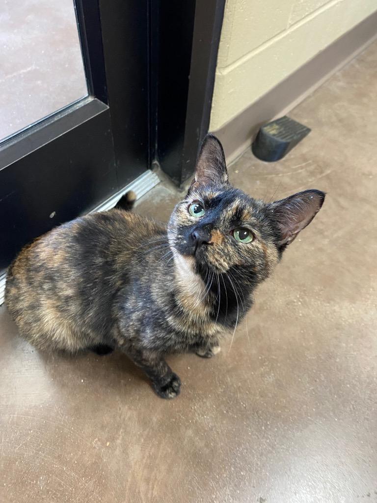 Enlarge Kaley, a Adoptable mixed breed in Cincinnati, OH image 1/6