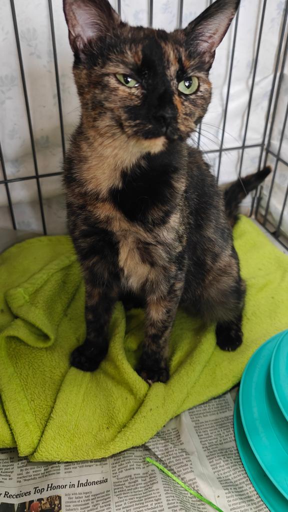 Enlarge Kaley, a Adoptable mixed breed in Cincinnati, OH image 5/6