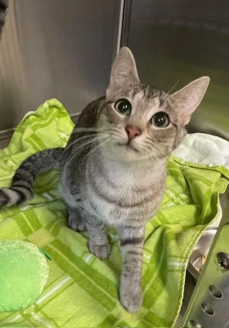 Daffodil, ADOPTABLE, Young Female Domestic Short Hair.
