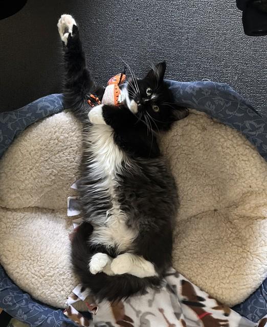 SOLSTICE, Adoptable, Young Male Domestic Medium Hair.