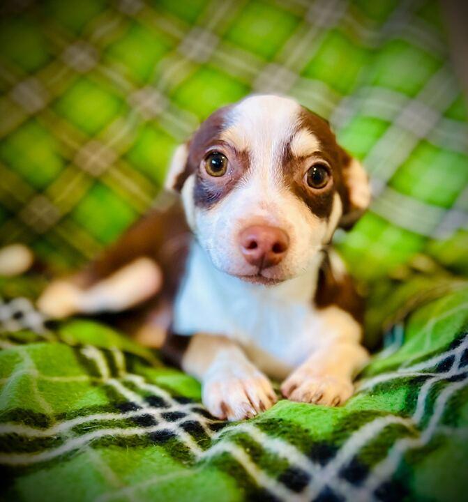 Buckley Jul 25 - A Gigi Pup, Adoptable, Puppy Male Chihuahua.
