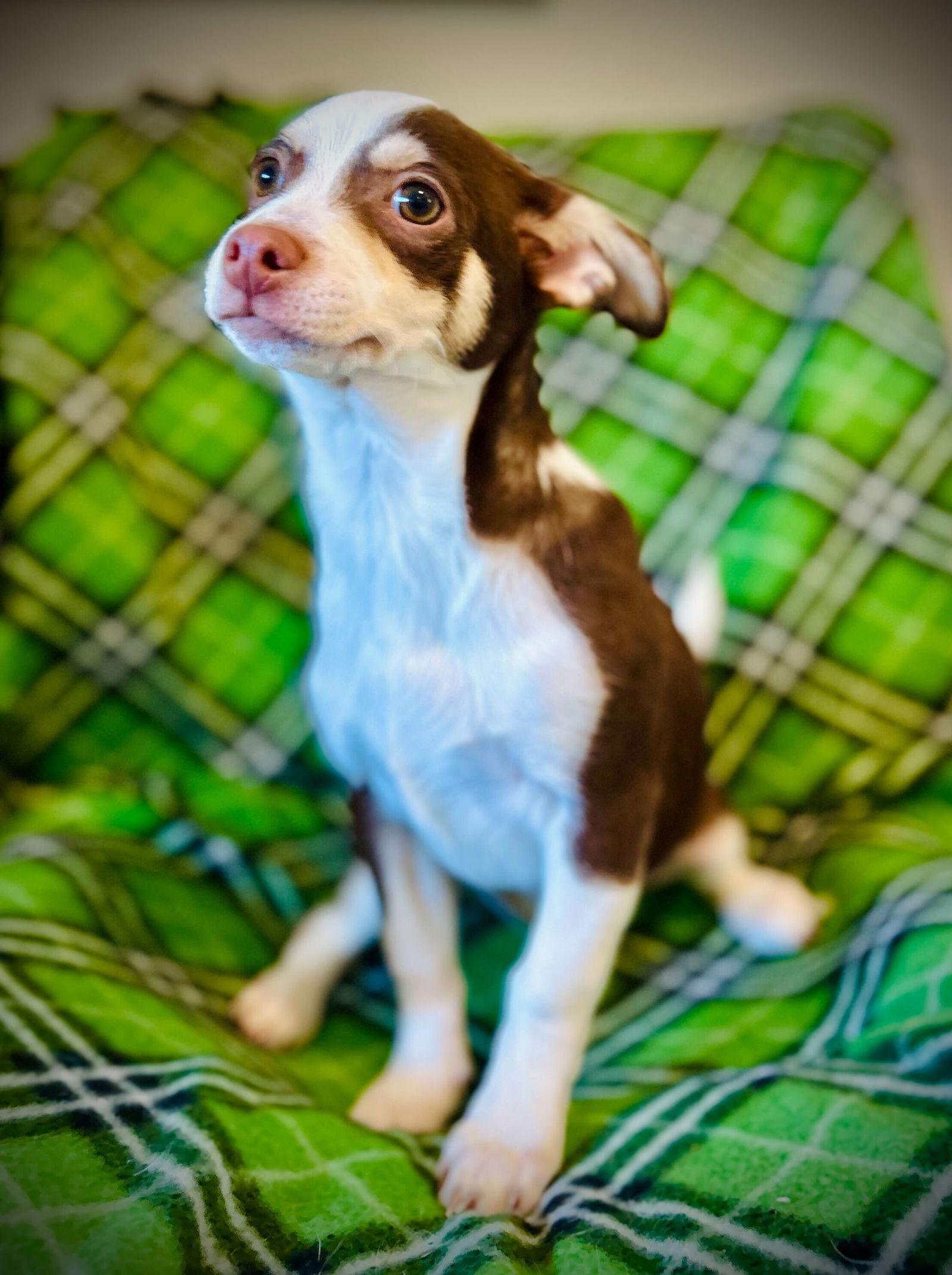 Enlarge Buckley Jul 25 - A Gigi Pup, a Adoptable Chihuahua in Pacolet, SC image 2/3