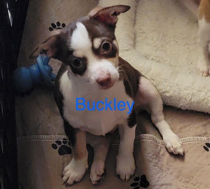 Enlarge Buckley Jul 25 - A Gigi Pup, a Adoptable Chihuahua in Pacolet, SC image 3/3