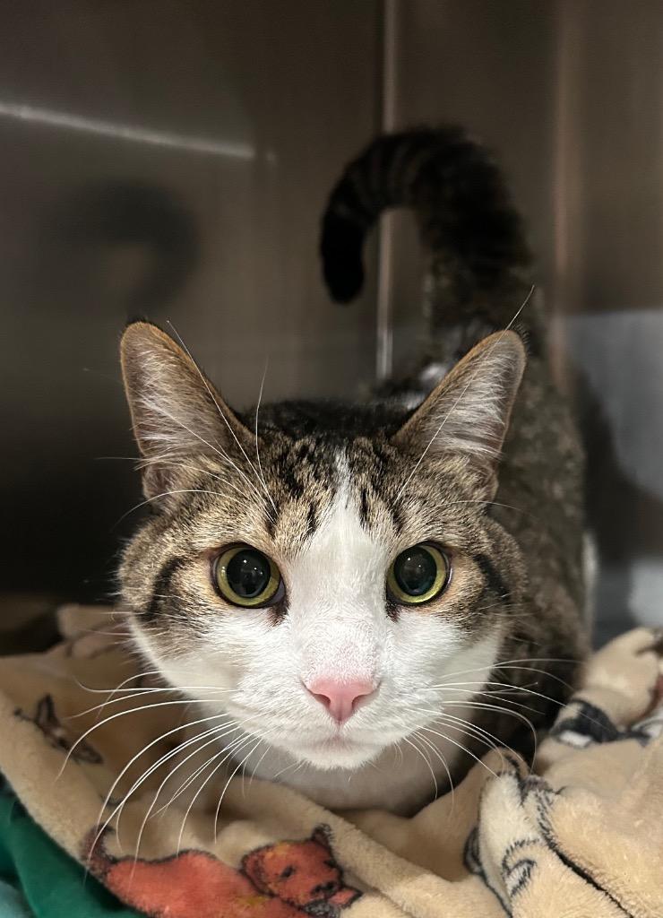 Rufio, Adoptable, Adult Male Domestic Medium Hair.