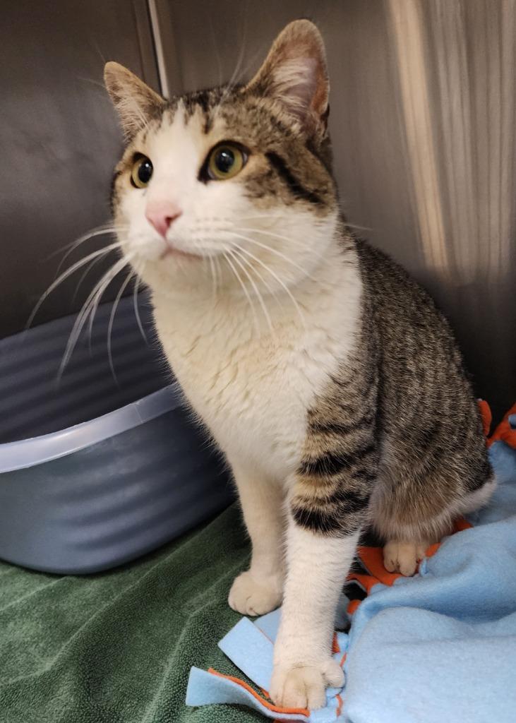 Rufio, a Adoptable mixed breed in Cottonwood, AZ image 2/2