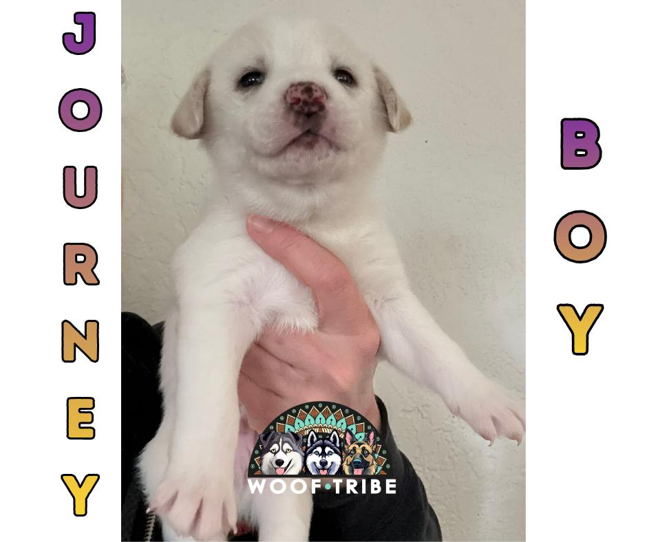 💜✨ JOURNEY BOY ✨💜, ADOPTABLE, Puppy Male Siberian Husky & Labrador Retriever.