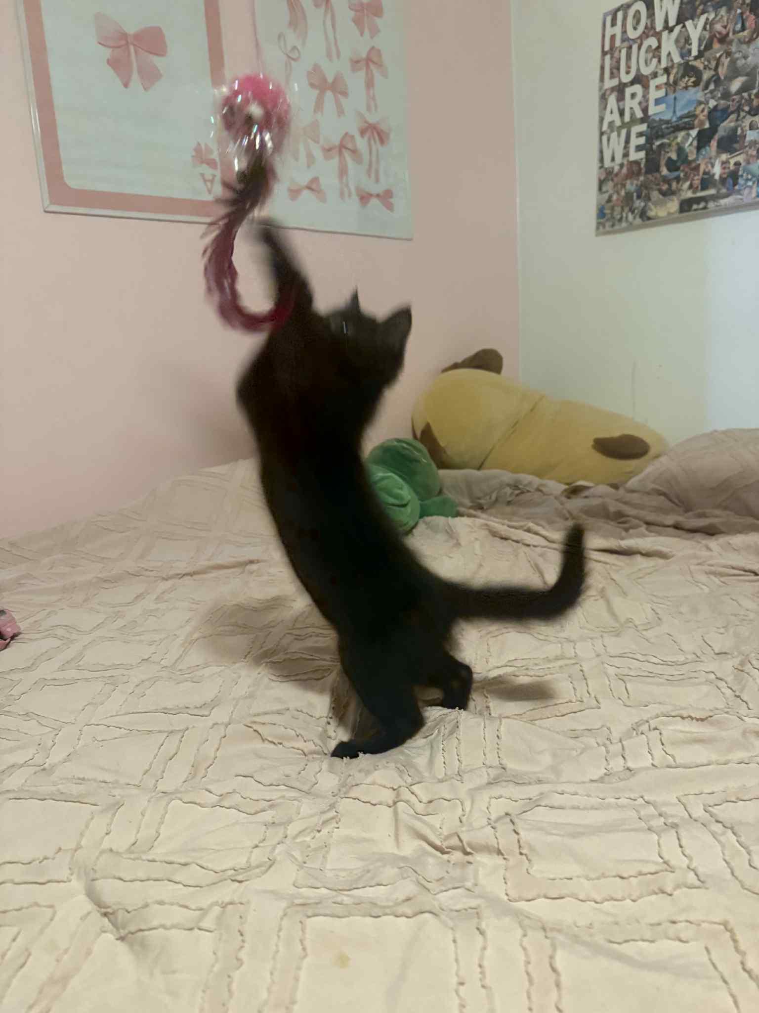 Enlarge RAVEN, a Adopted mixed breed in Barbourville, KY image 5/5