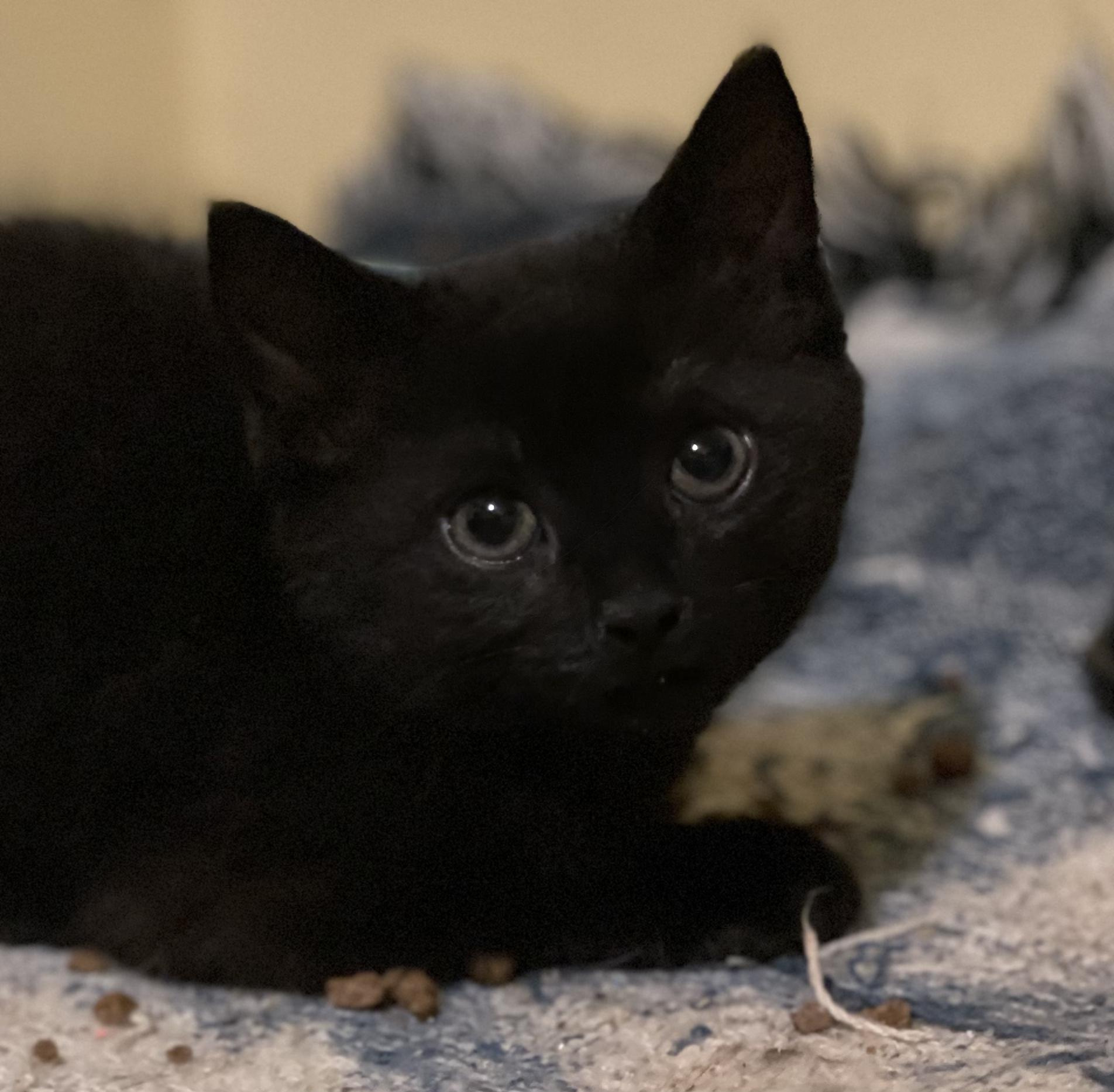 Enlarge RAVEN, a Adopted mixed breed in Barbourville, KY image 4/5