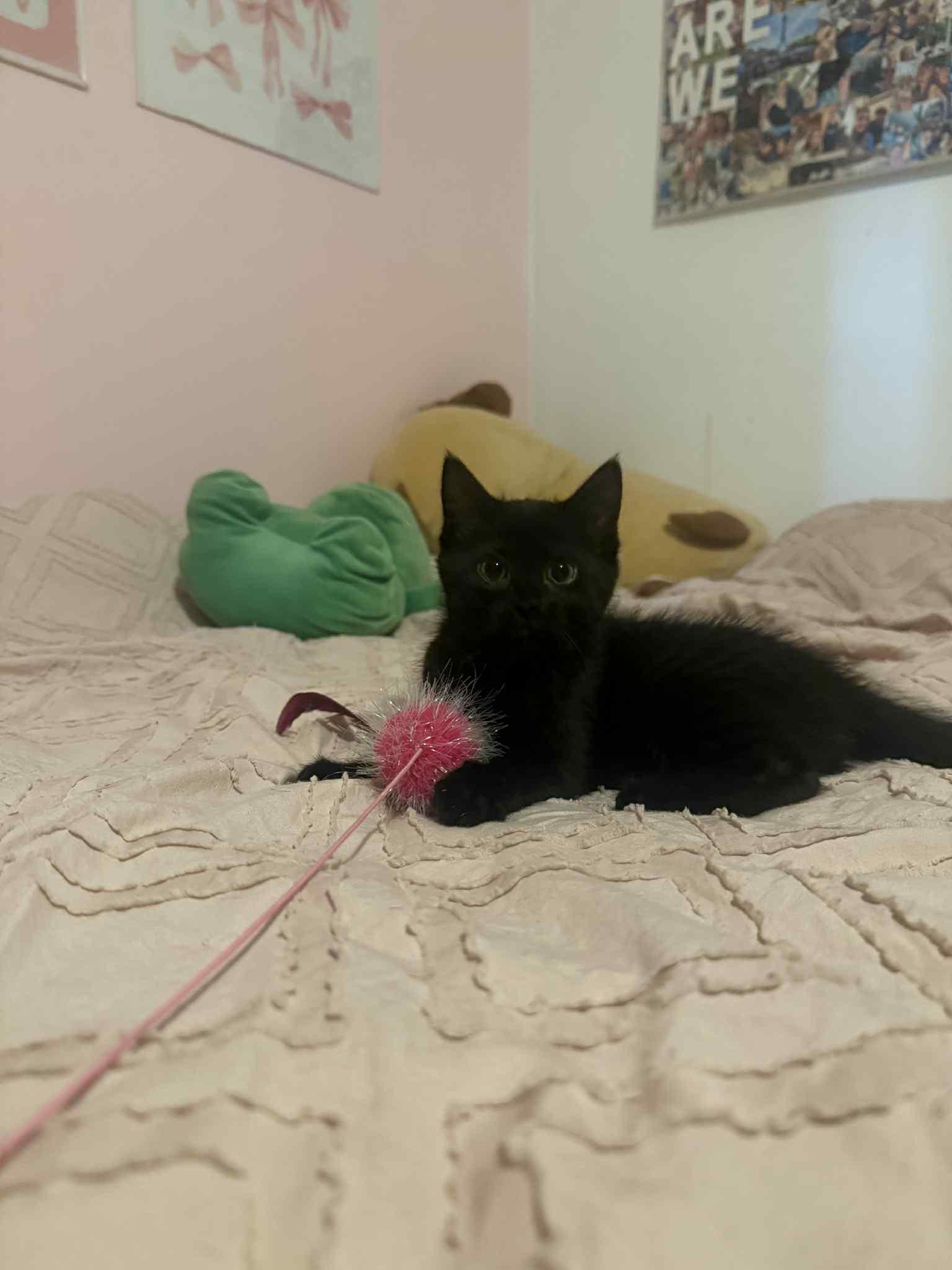 Enlarge RAVEN, a Adopted mixed breed in Barbourville, KY image 3/5