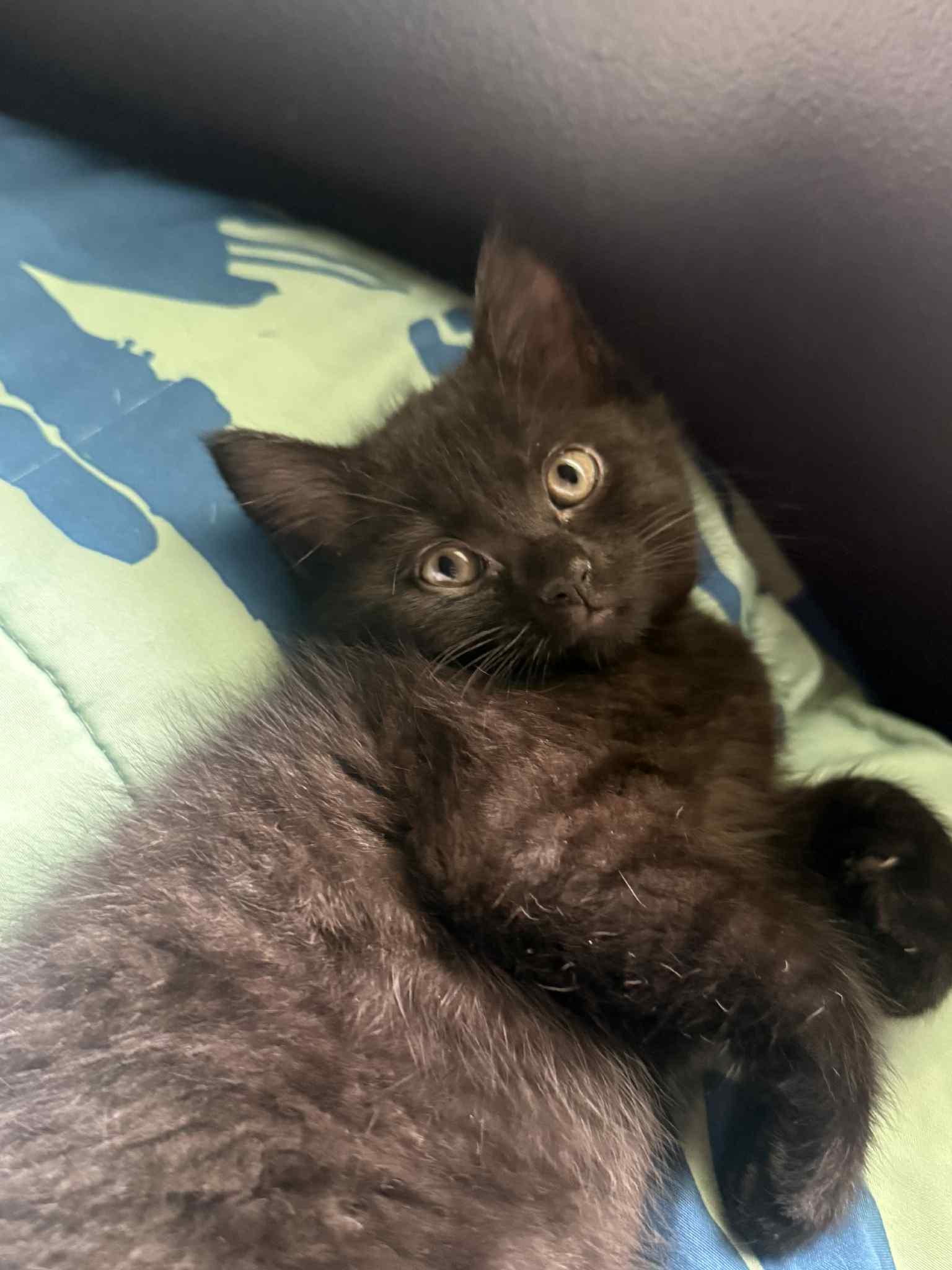 Enlarge RAVEN, a Adopted mixed breed in Barbourville, KY image 2/5