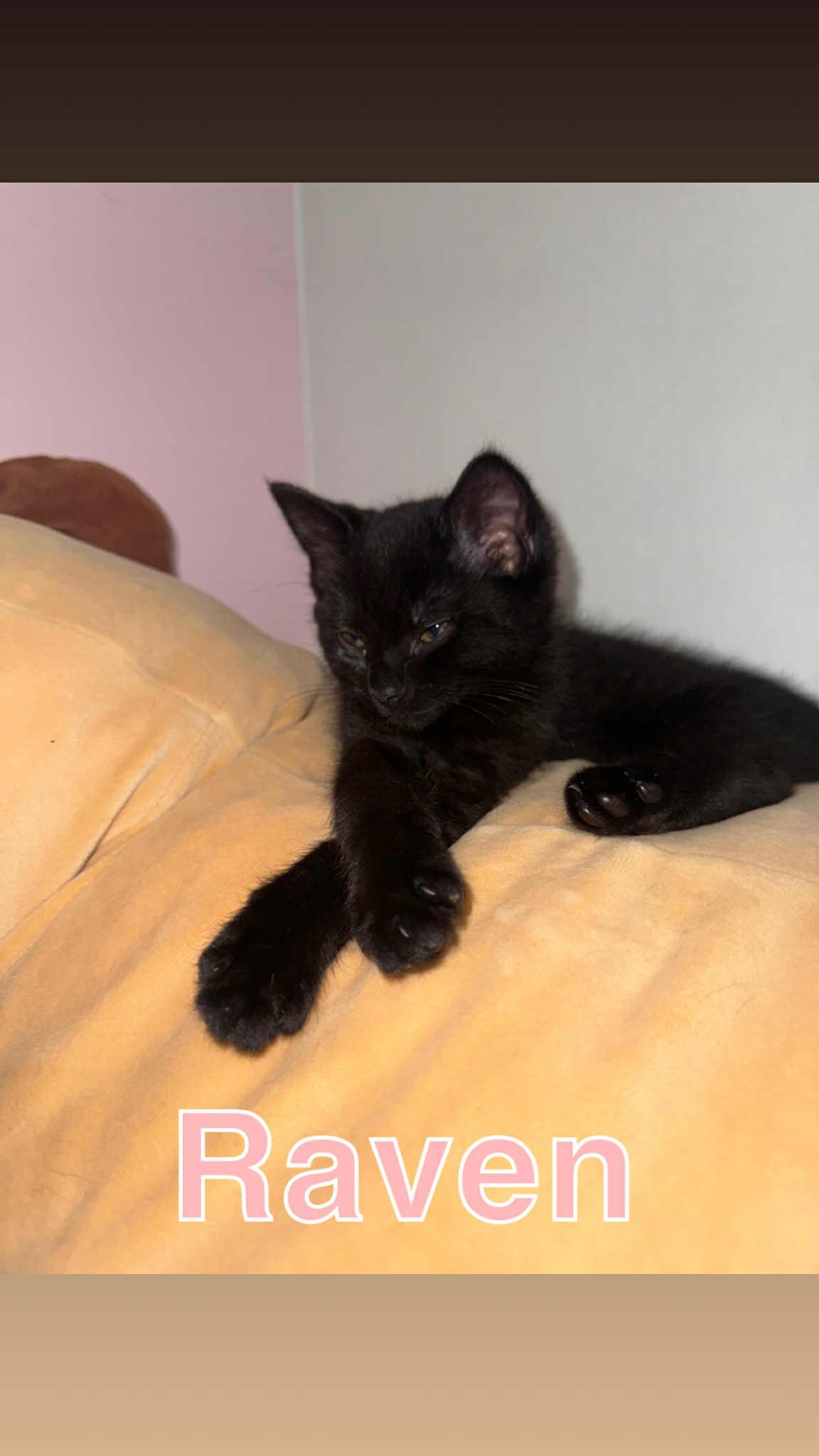 Enlarge RAVEN, a Adopted mixed breed in Barbourville, KY image 1/5