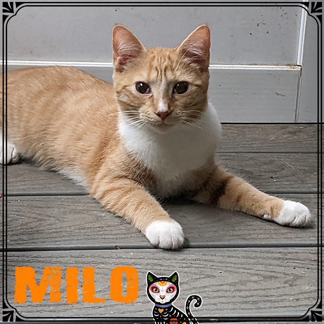 Milo, Adoptable, Kitten Male Domestic Short Hair.