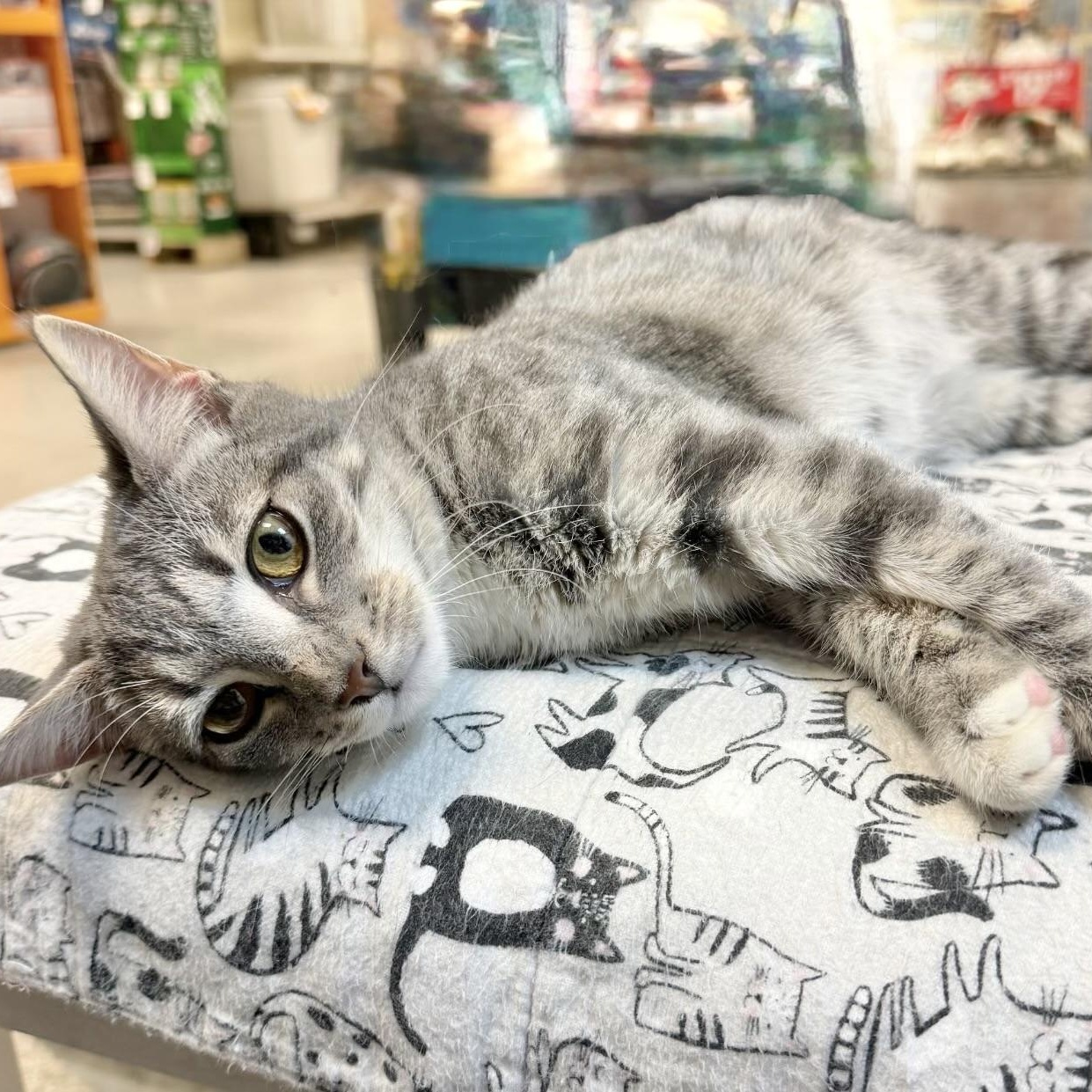 Enlarge Chloe, an adopted Domestic Short Hair in Rock Hill, SC image 1/1