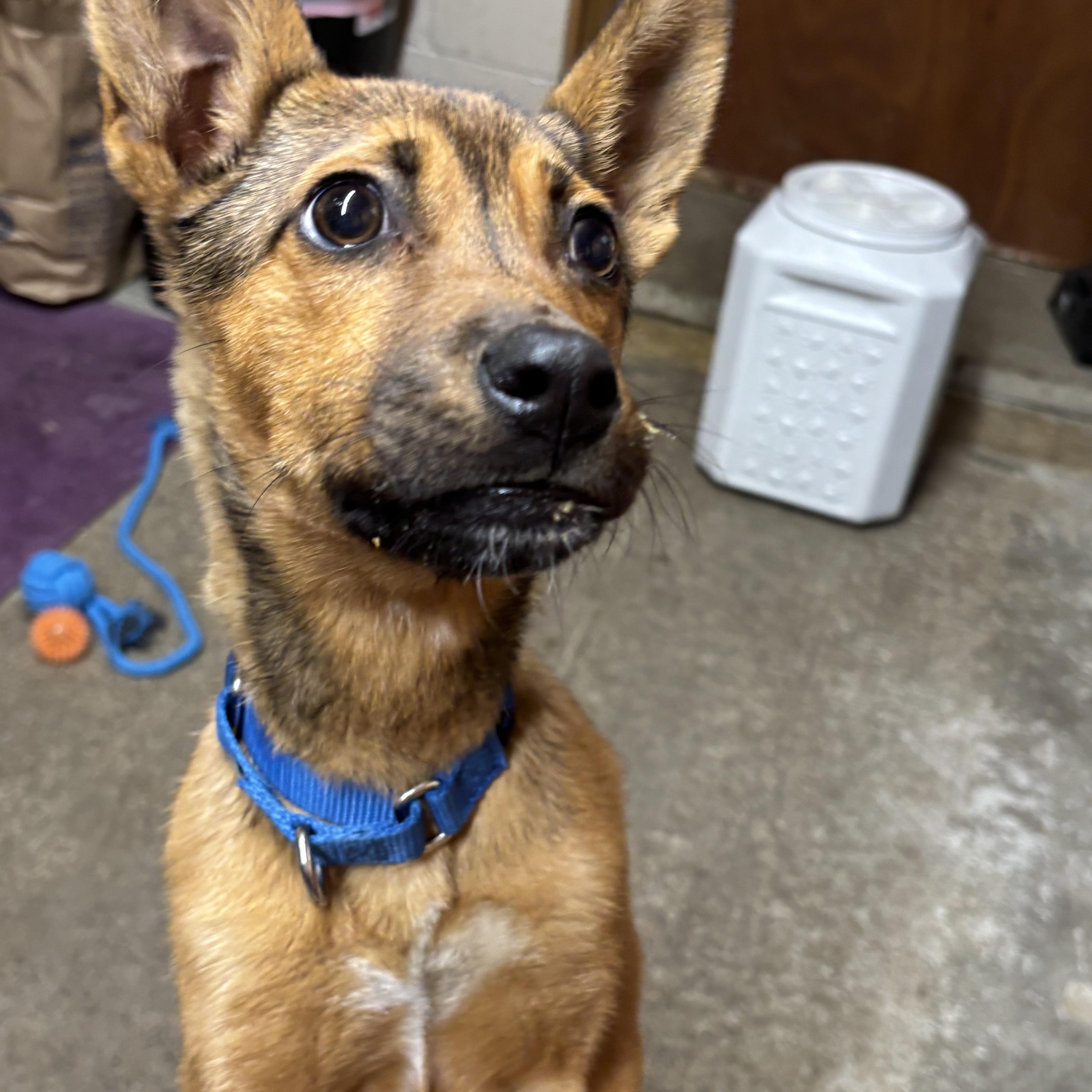 Enlarge Darcy ~ in a foster home , a ADOPTABLE mixed breed in Grafton, WV image 4/4