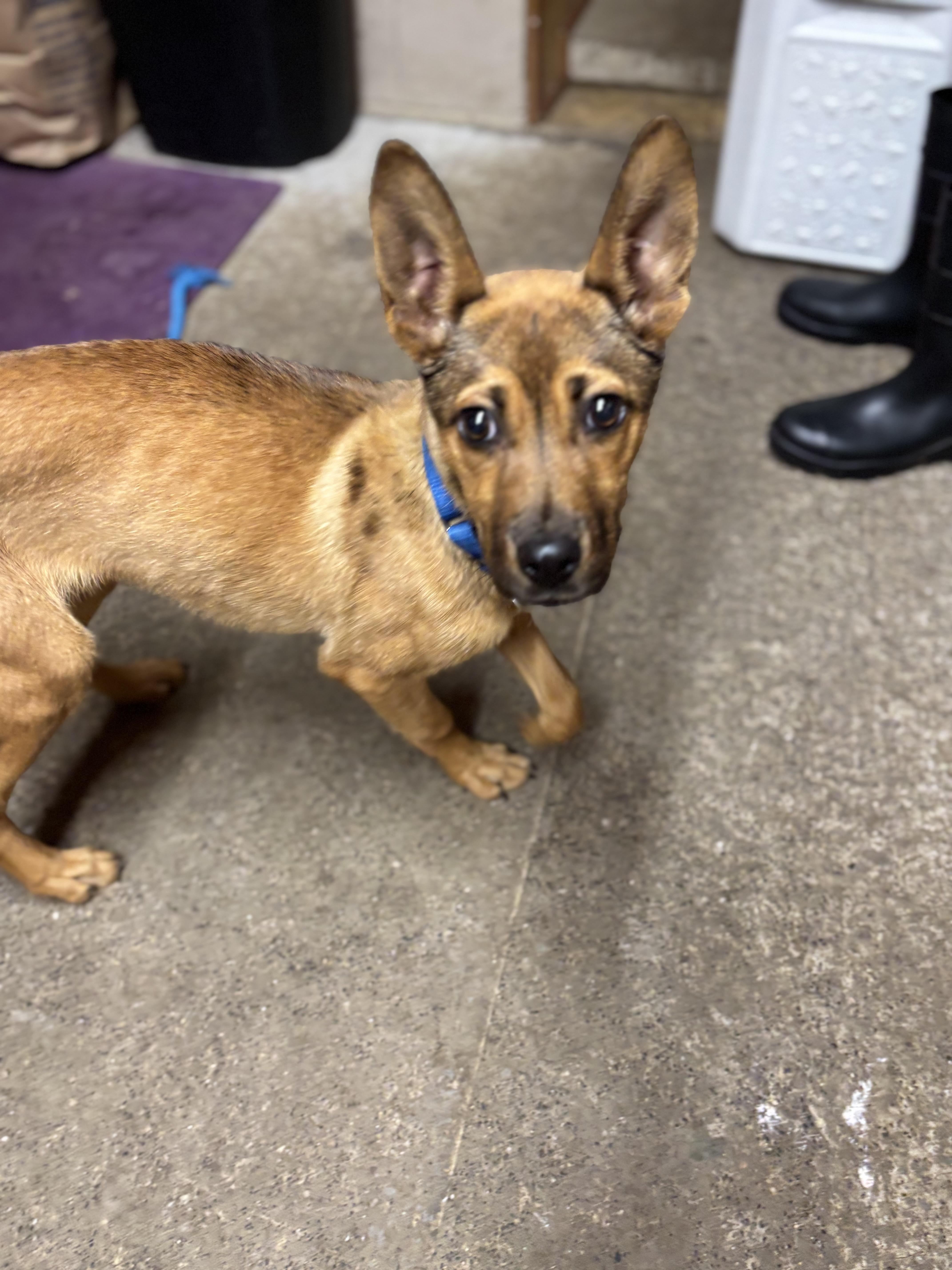 Enlarge Darcy ~ in a foster home , a ADOPTABLE mixed breed in Grafton, WV image 2/4