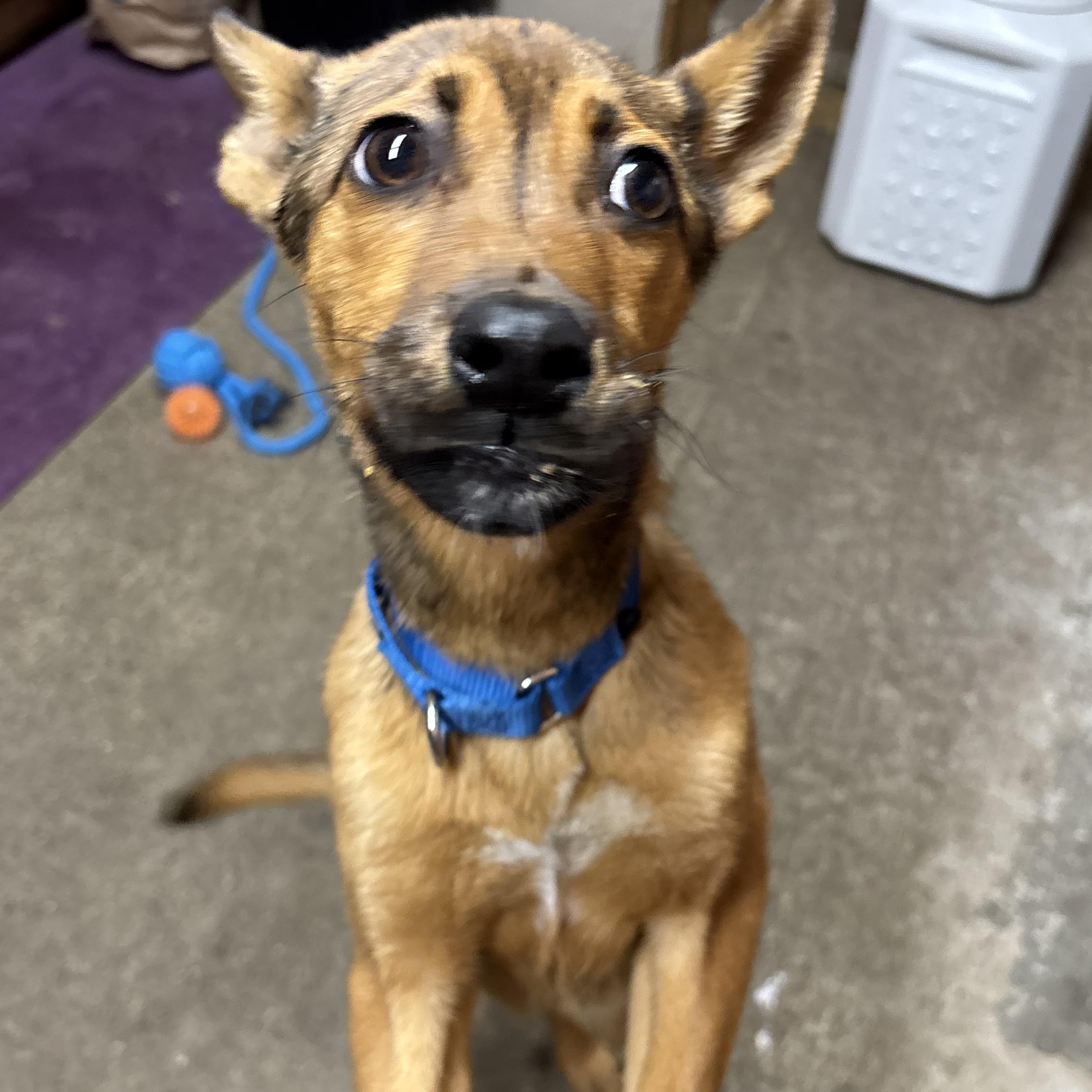 Darcy ~ in a foster home , ADOPTABLE, Puppy Female Belgian Shepherd / Malinois.