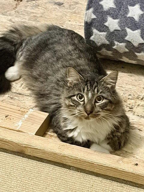Enlarge Poe, a Adopted mixed breed in O'Fallon, MO image 1/3