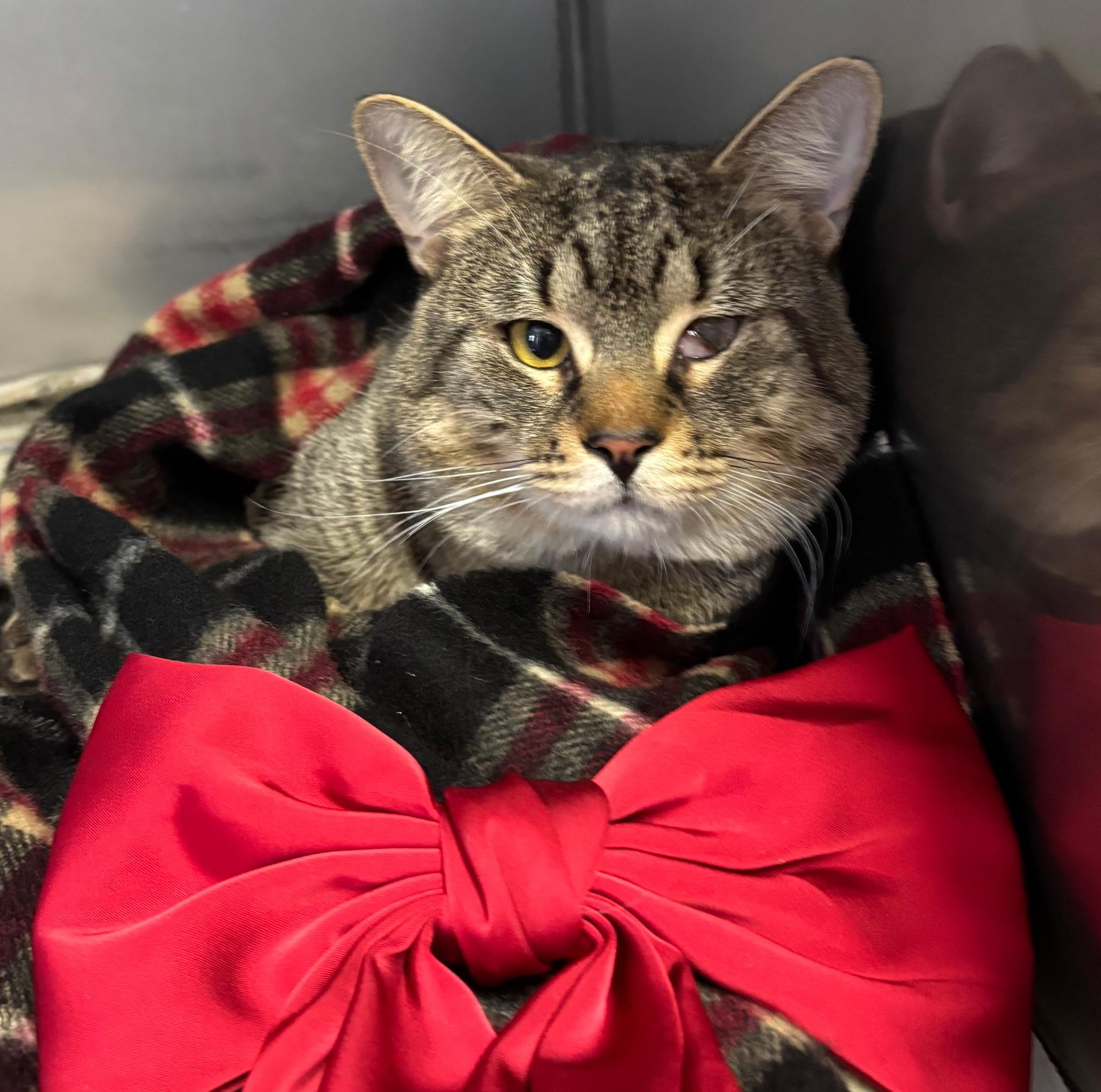 Enlarge Casper, an adopted Domestic Short Hair in Exeter, RI image 1/6