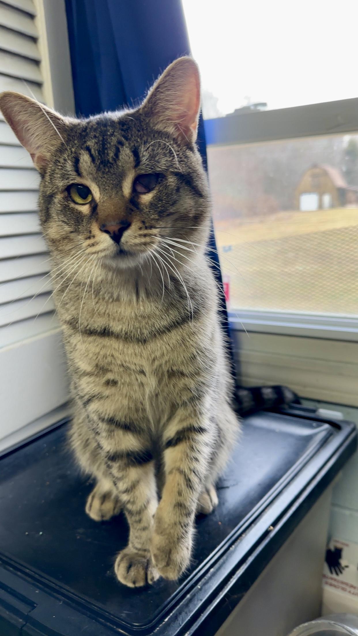 Enlarge Casper, an adopted Domestic Short Hair in Exeter, RI image 3/6