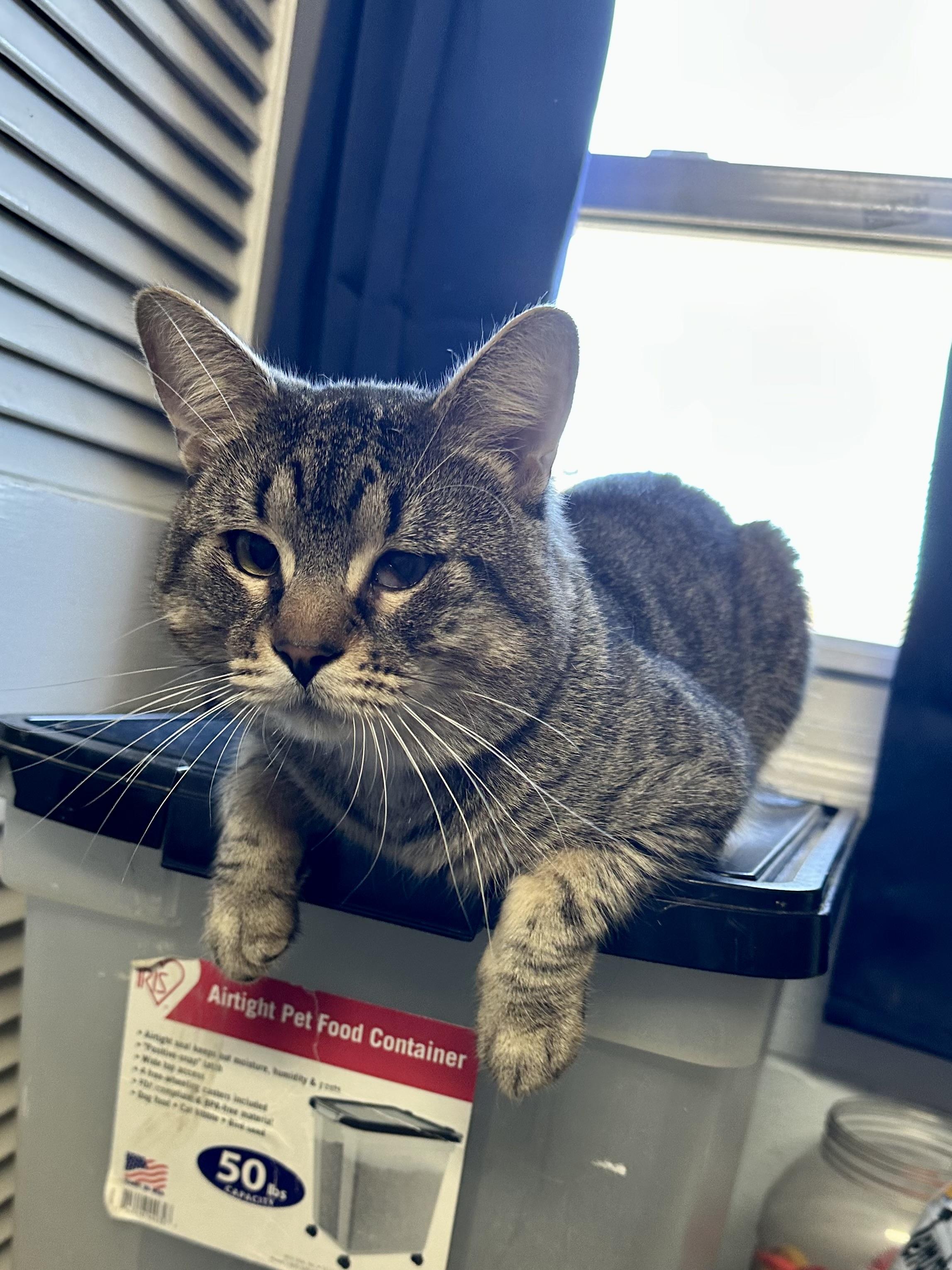 Enlarge Casper, an adopted Domestic Short Hair in Exeter, RI image 4/6