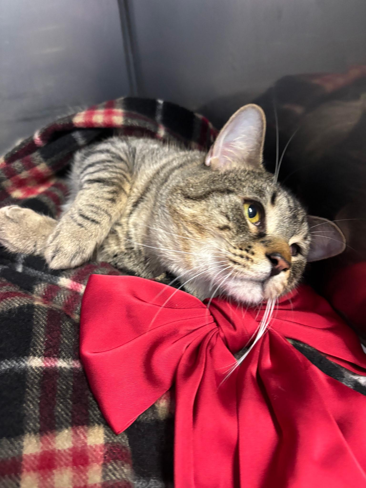 Enlarge Casper, an adopted Domestic Short Hair in Exeter, RI image 5/6