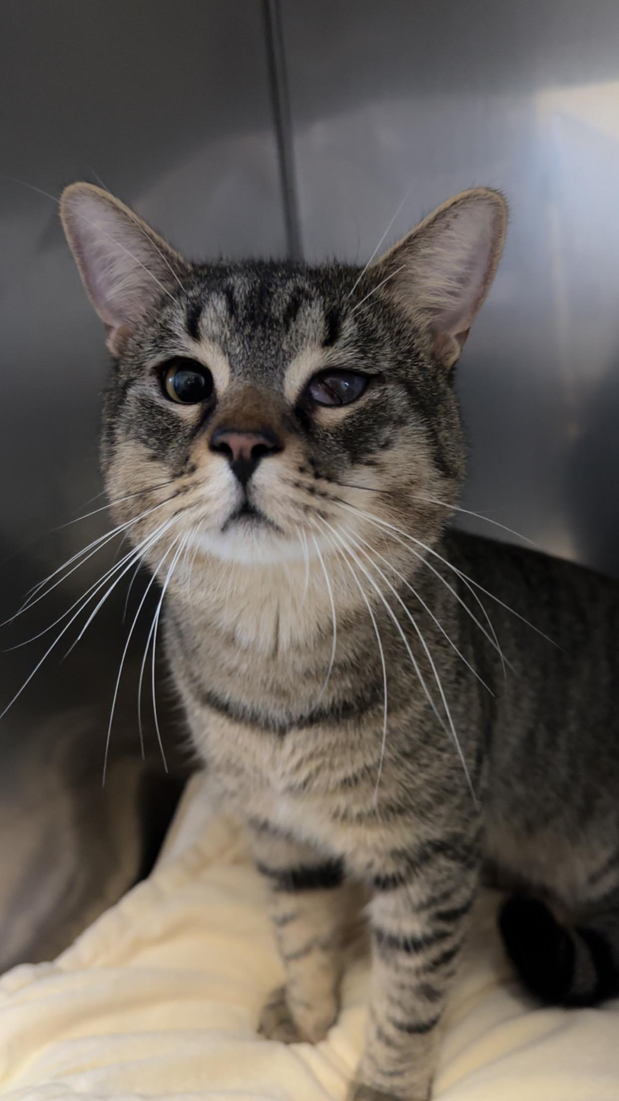 Casper, ADOPTABLE, Young Male Domestic Short Hair.