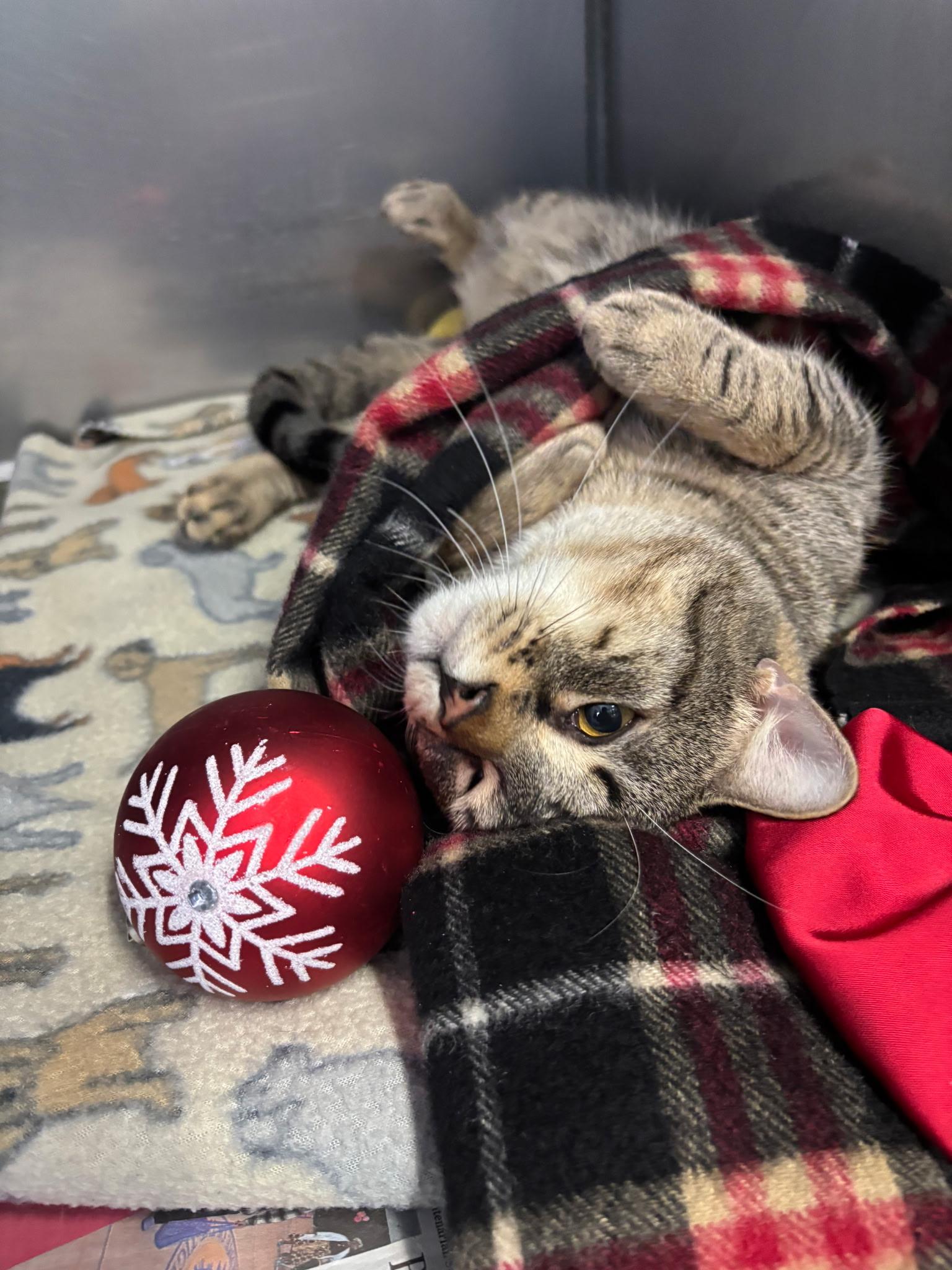 Enlarge Casper, an adopted Domestic Short Hair in Exeter, RI image 6/6