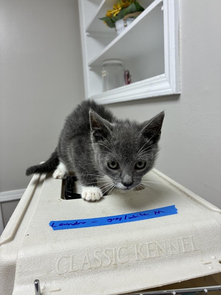 Enlarge Laundro, a Adoptable Domestic Short Hair in Marietta, GA image 1/1