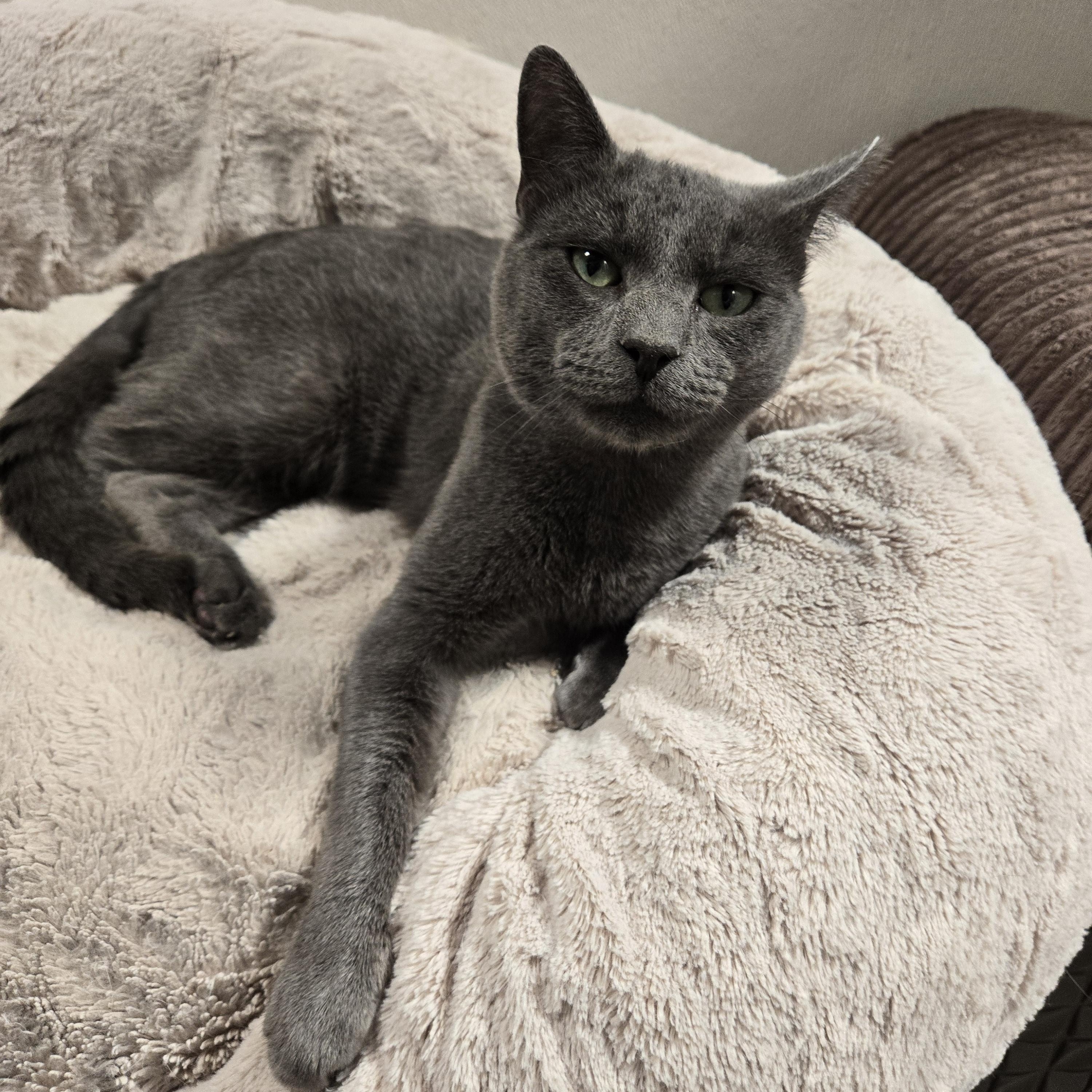 Loko, a ADOPTABLE Domestic Short Hair in Graham, TX image 3/3