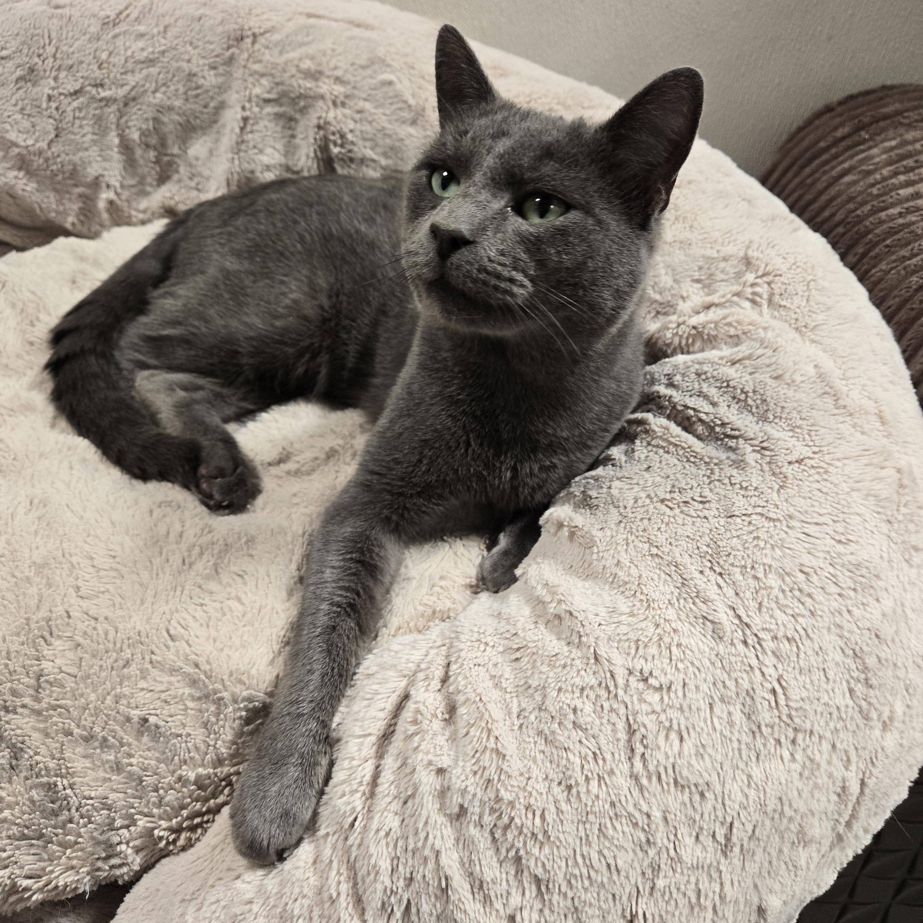 Loko, a ADOPTABLE Domestic Short Hair in Graham, TX image 2/3