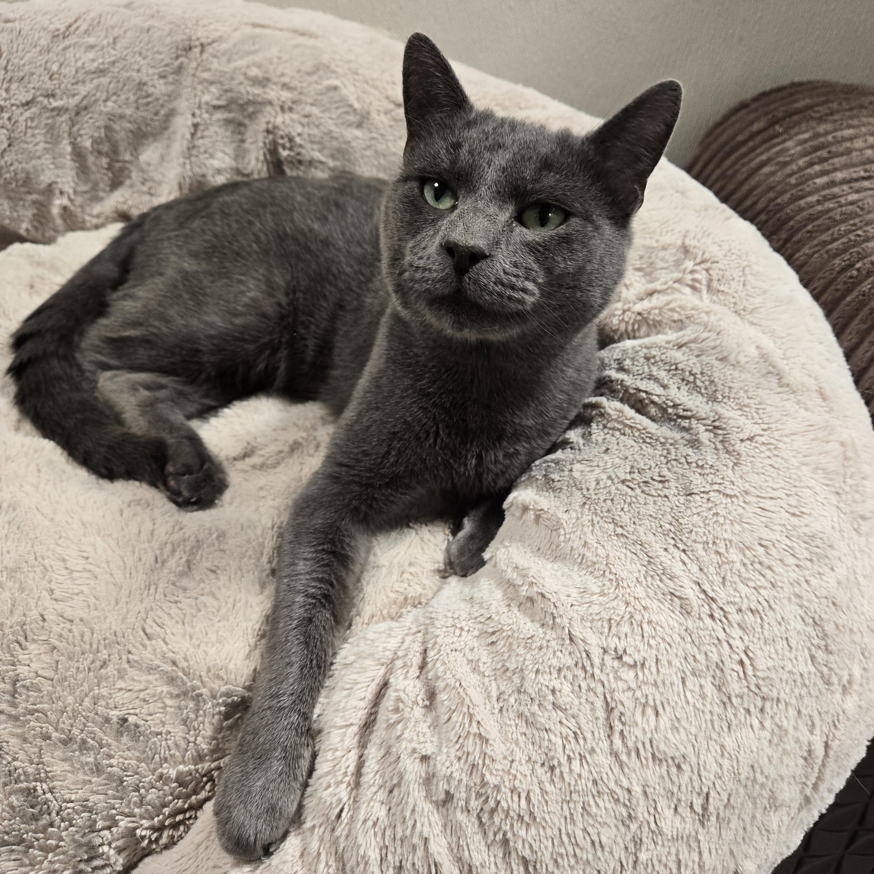 Loko, ADOPTABLE, Adult Male Domestic Short Hair.