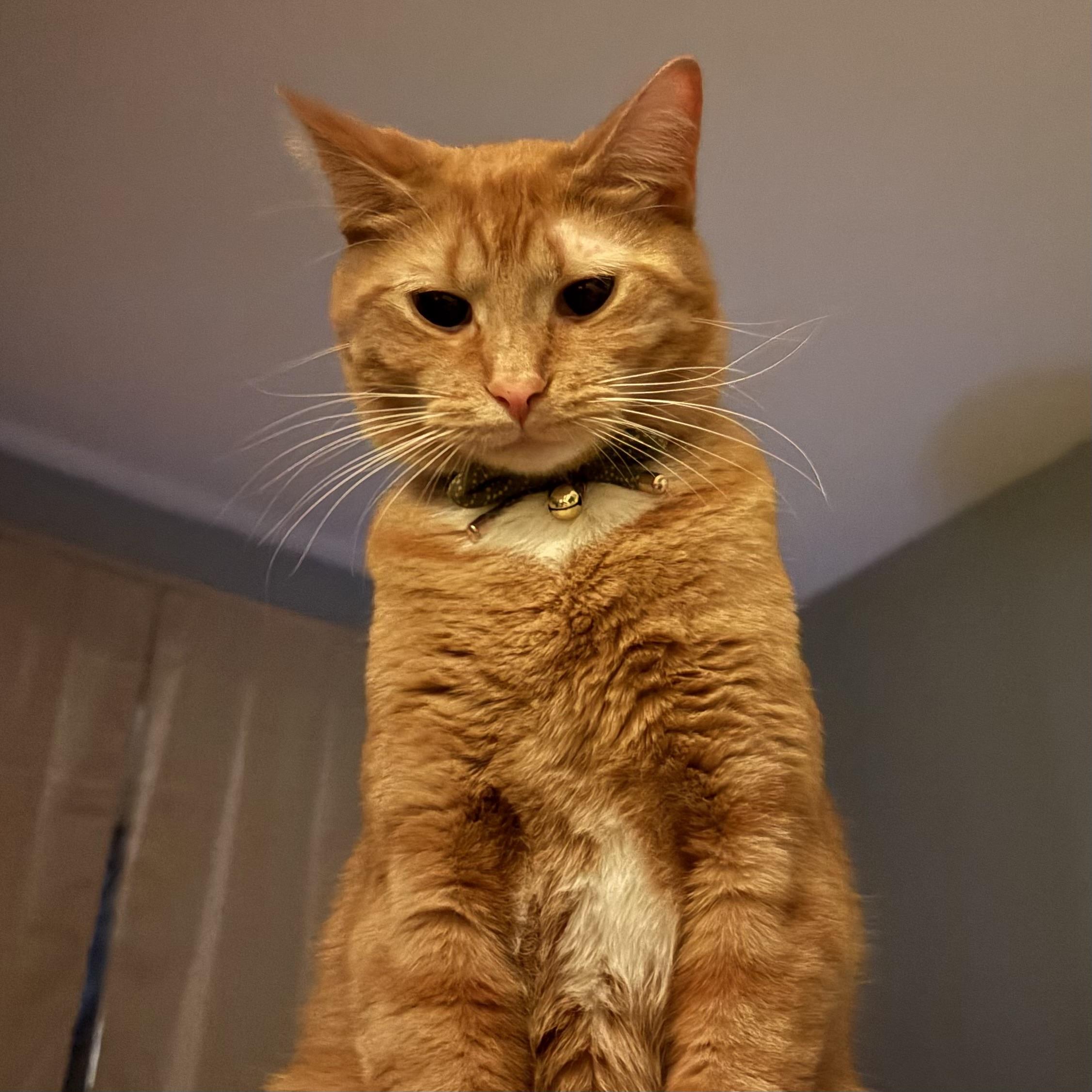 Enlarge Mongoose , a ADOPTABLE mixed breed in Libertyville, IL image 1/5