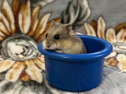 Enlarge Perfecta, an adopted Hamster in Annapolis, MD image 1/3