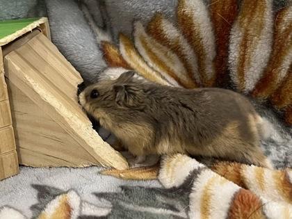 Enlarge Perfecta, an adopted Hamster in Annapolis, MD image 3/3