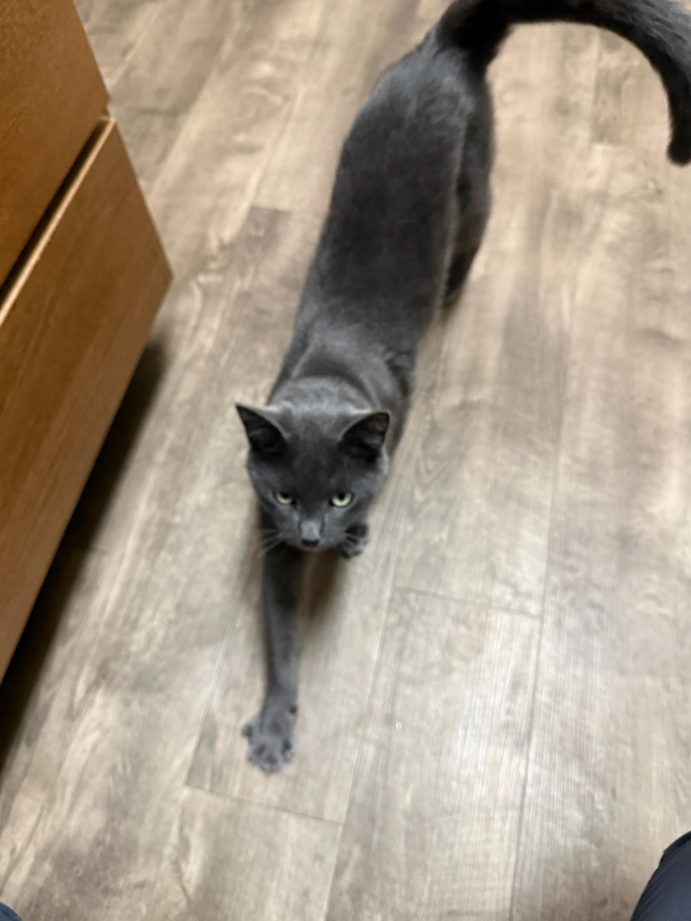 Lyle, adopted, Young Male Domestic Short Hair.