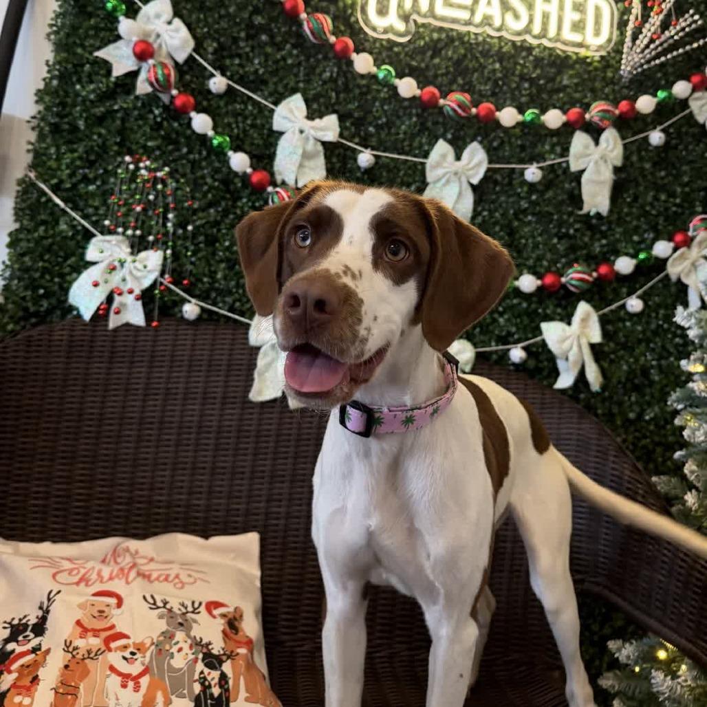 Brittany Spears, Adoptable, Adult Female Pointer.