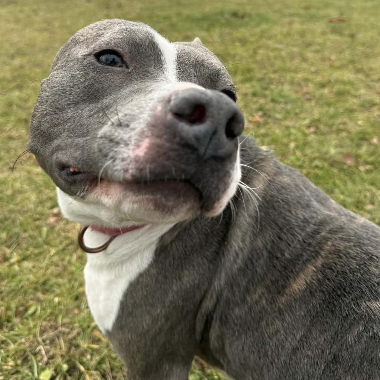 Enlarge Ike, a Adoptable Pit Bull Terrier in Onalaska, WI image 4/6