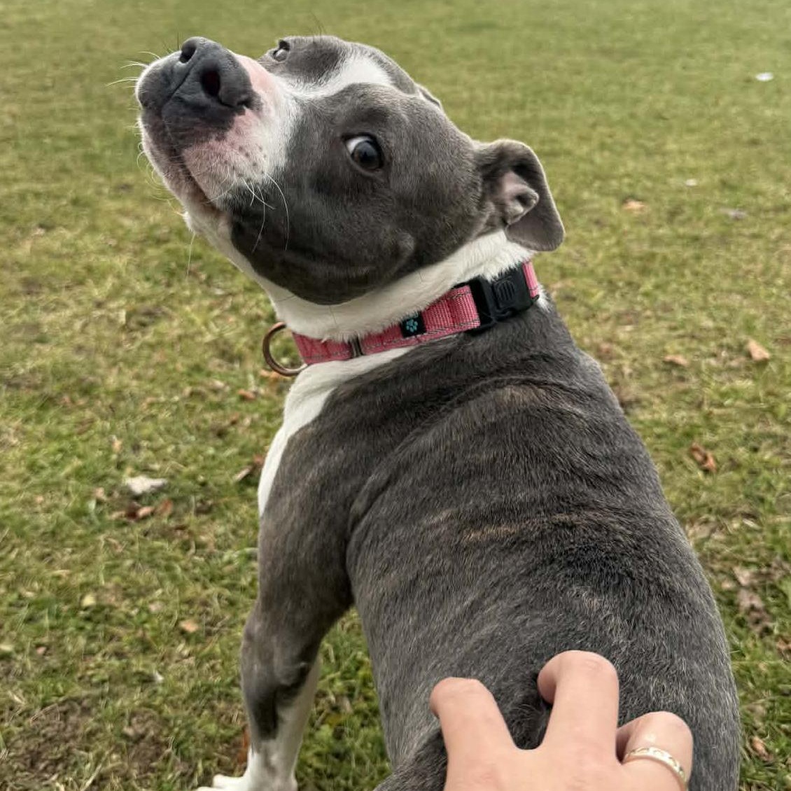 Enlarge Ike, a Adoptable Pit Bull Terrier in Onalaska, WI image 6/6