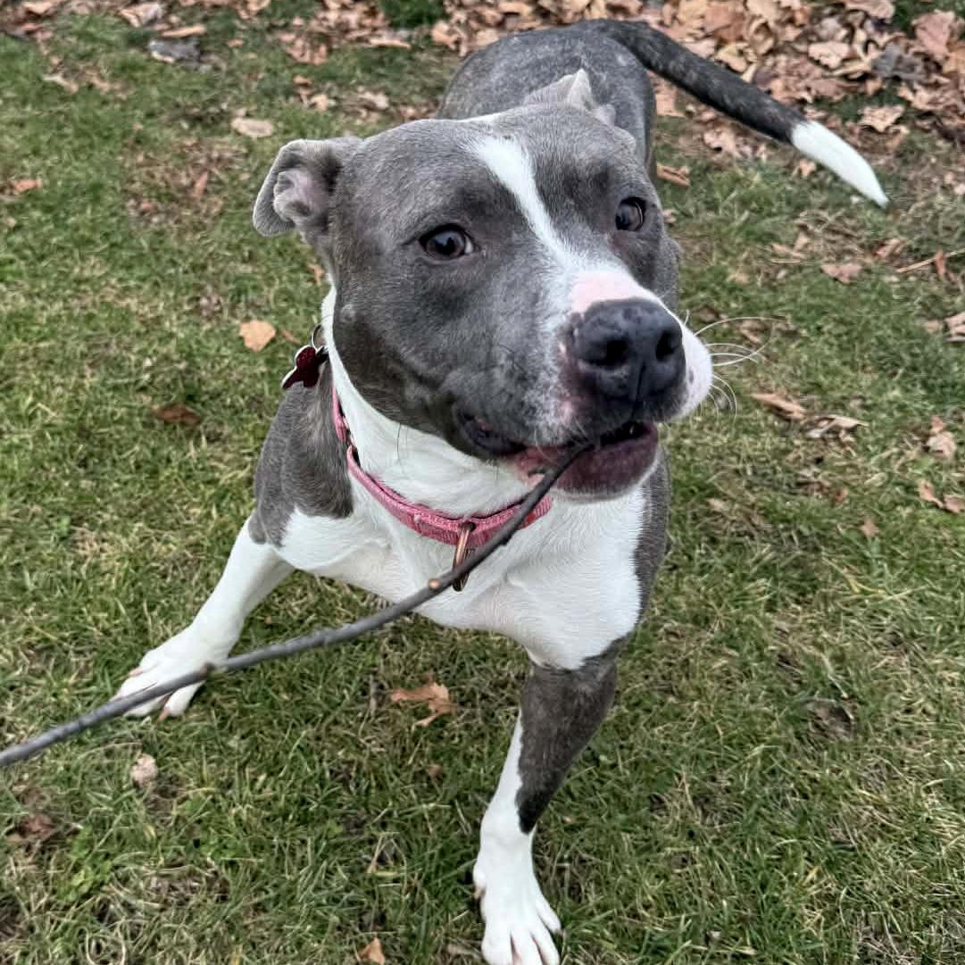 Enlarge Ike, a Adoptable Pit Bull Terrier in Onalaska, WI image 2/6