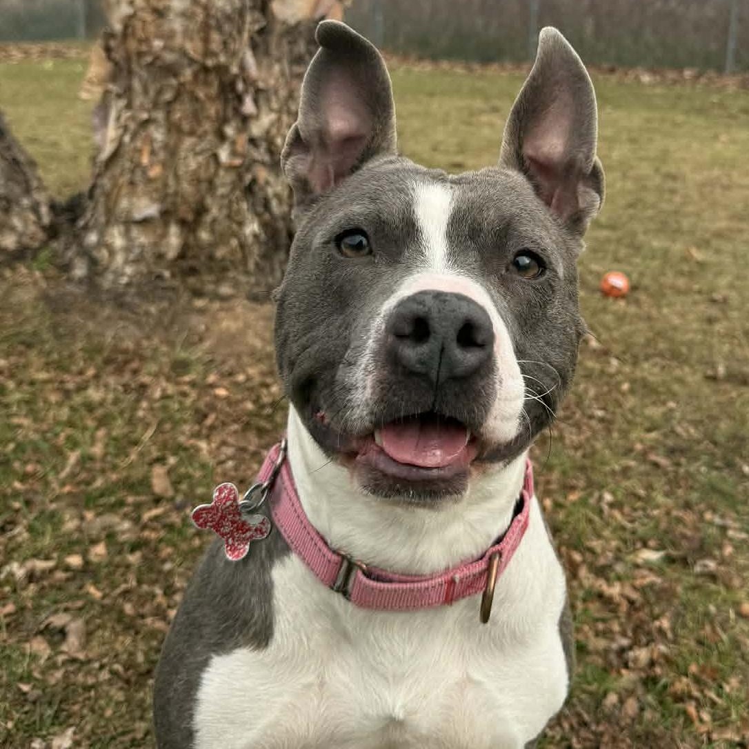 Enlarge Ike, a Adoptable Pit Bull Terrier in Onalaska, WI image 3/6