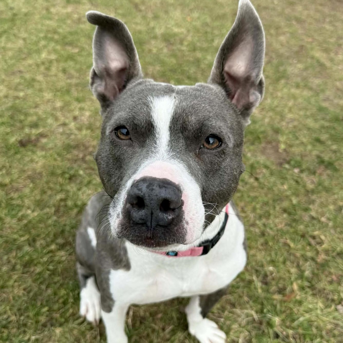 Ike, Adoptable, Adult Male Pit Bull Terrier.