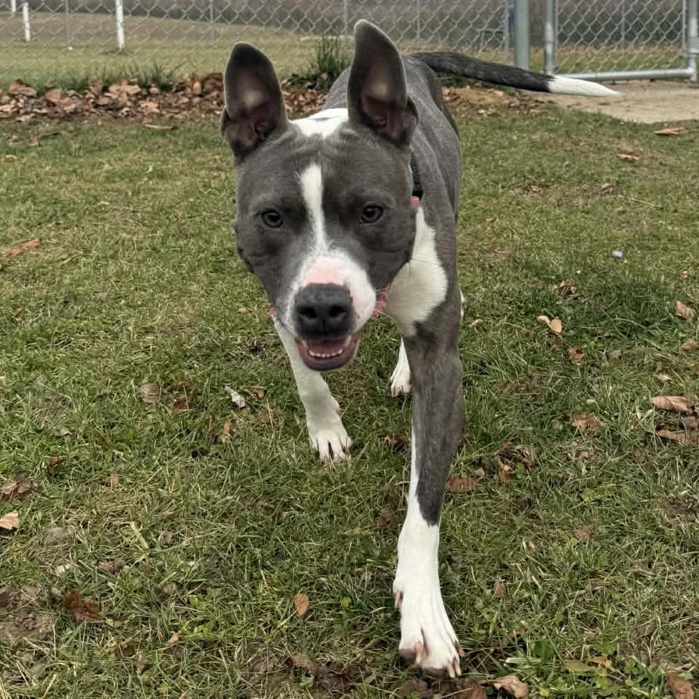 Enlarge Ike, a Adoptable Pit Bull Terrier in Onalaska, WI image 5/6