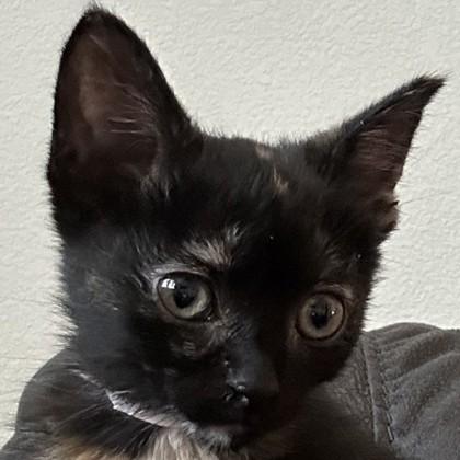 Dr. Sam Fairfax, Adoptable, Kitten Female Domestic Short Hair & Domestic Short Hair.