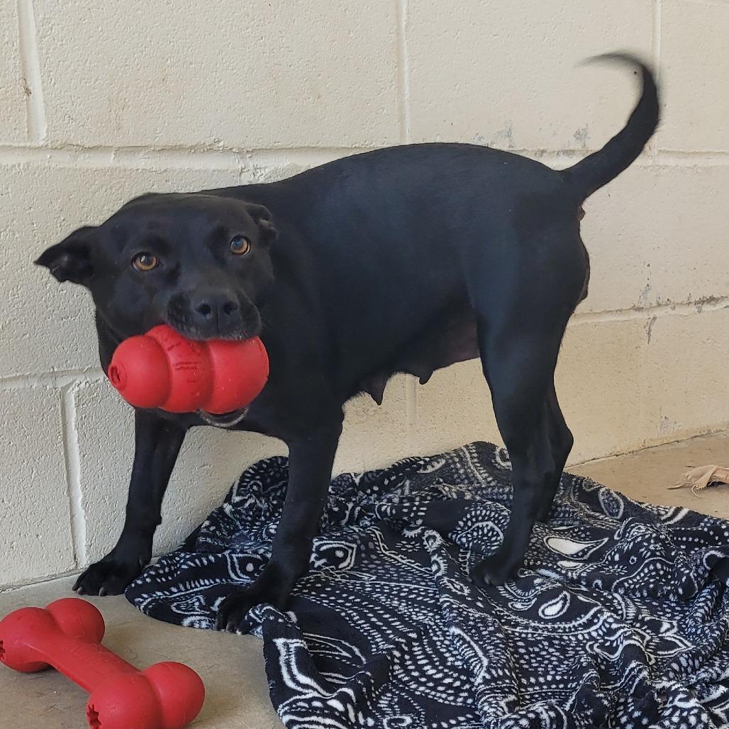 MARTHA 1924, Adoptable, Adult Female Mixed Breed & None.