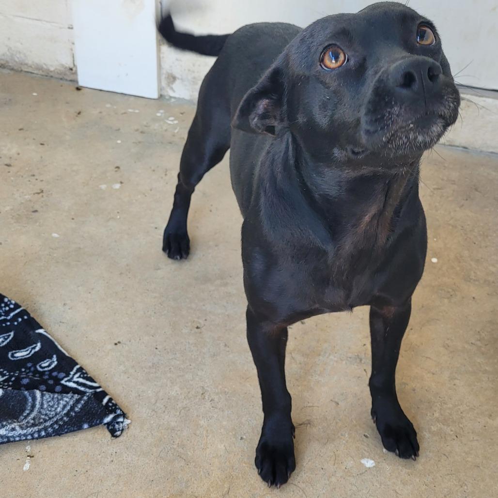 Enlarge MARTHA 1924, a Adoptable Mixed Breed in LOXAHATCHEE, FL image 2/3