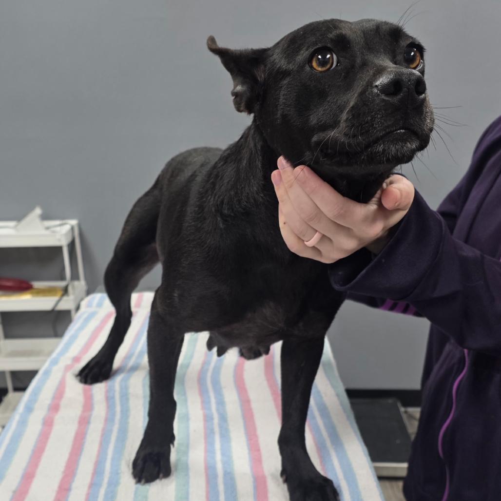 Enlarge MARTHA 1924, a Adoptable Mixed Breed in LOXAHATCHEE, FL image 3/3