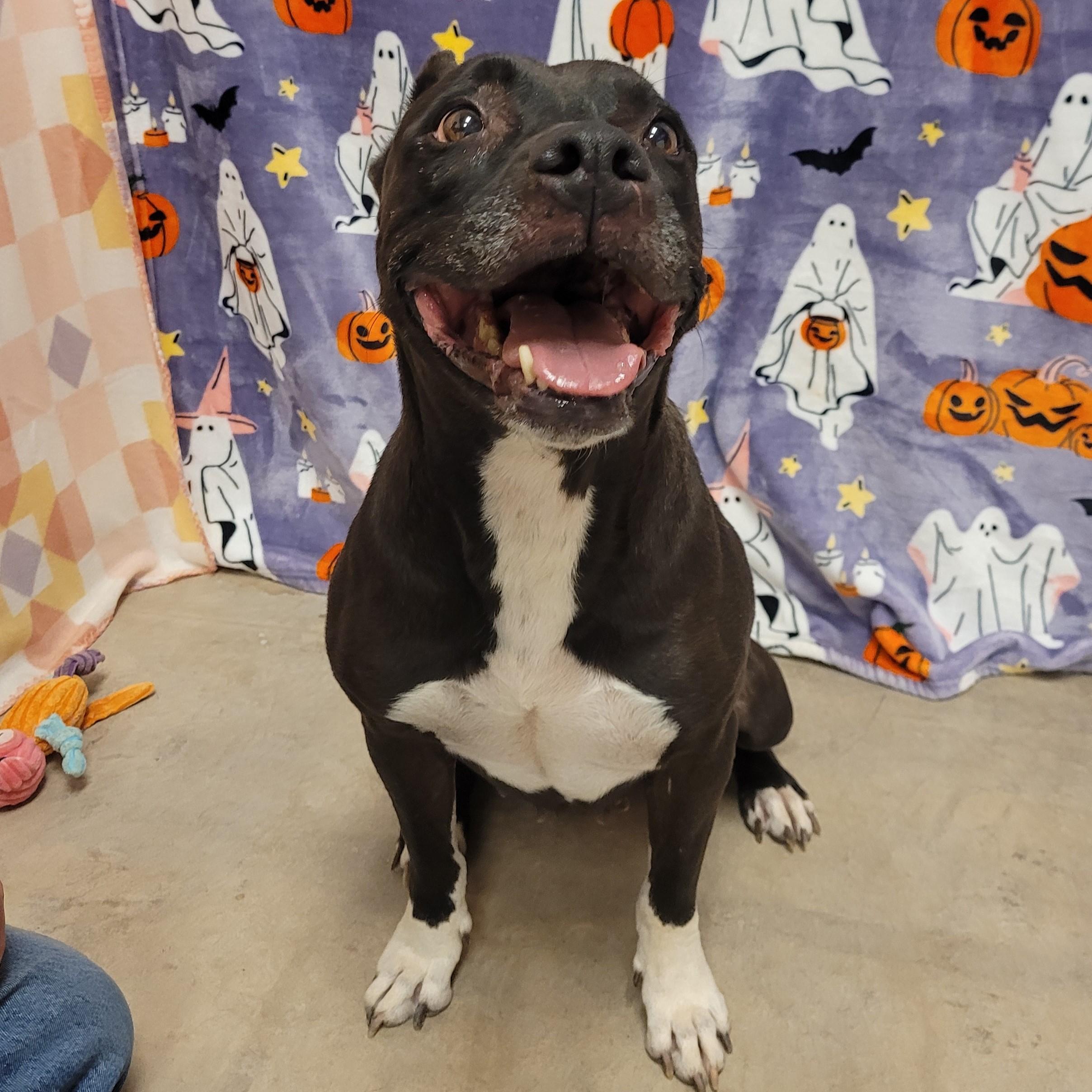 Enlarge Alma, a ADOPTABLE mixed breed in ALPINE, TX image 3/6